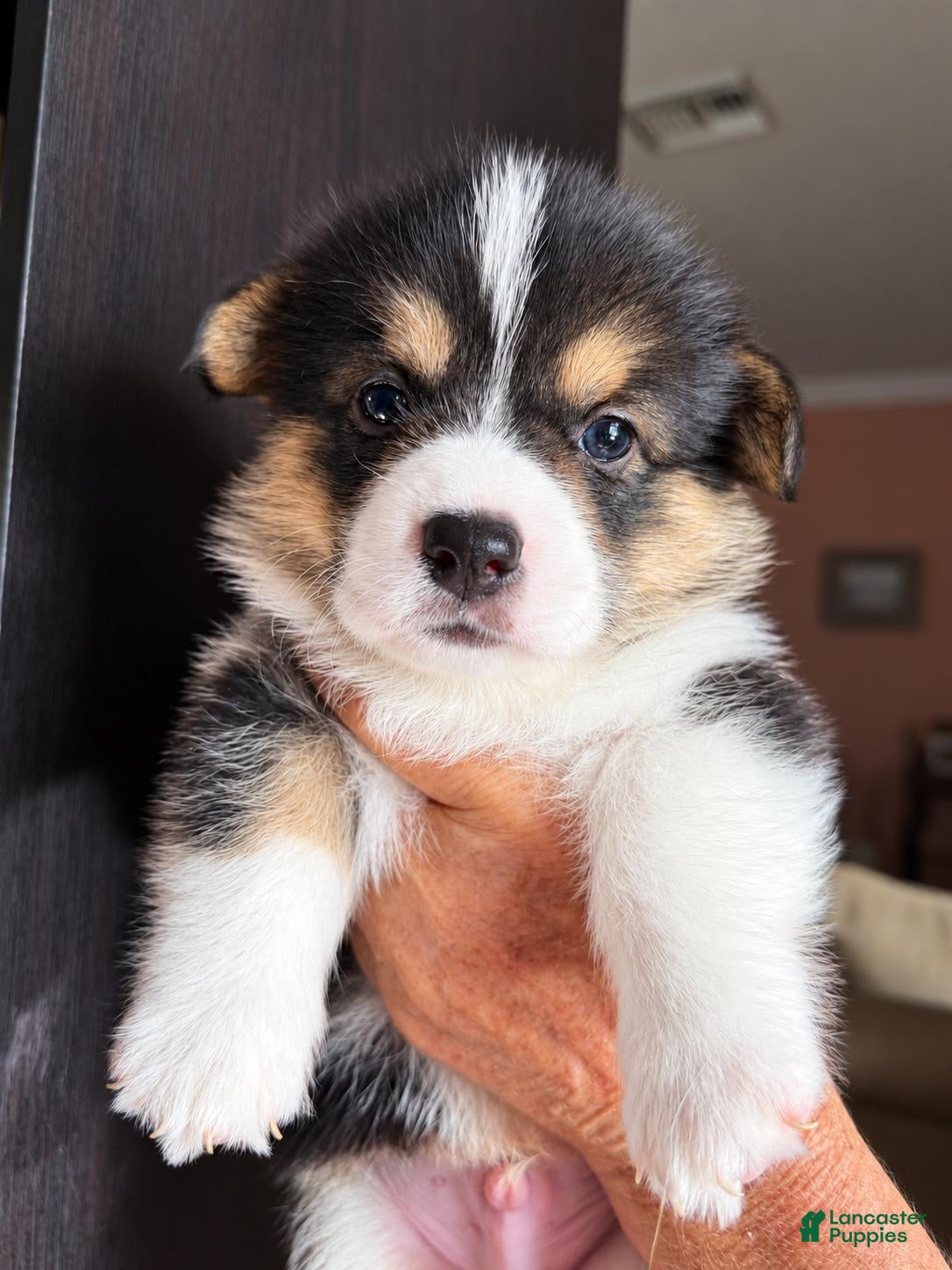Welsh Corgi Pembroke dogs Blixen - Ad 7