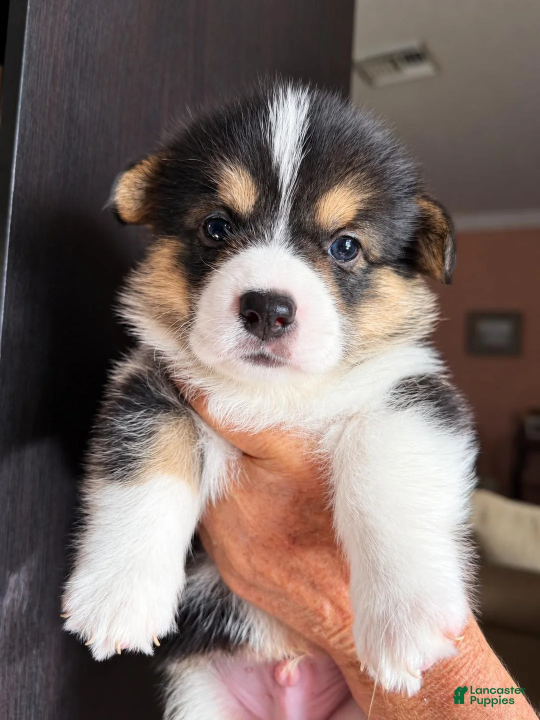 Welsh Corgi Pembroke dogs for sale: Blixen - Ad 1