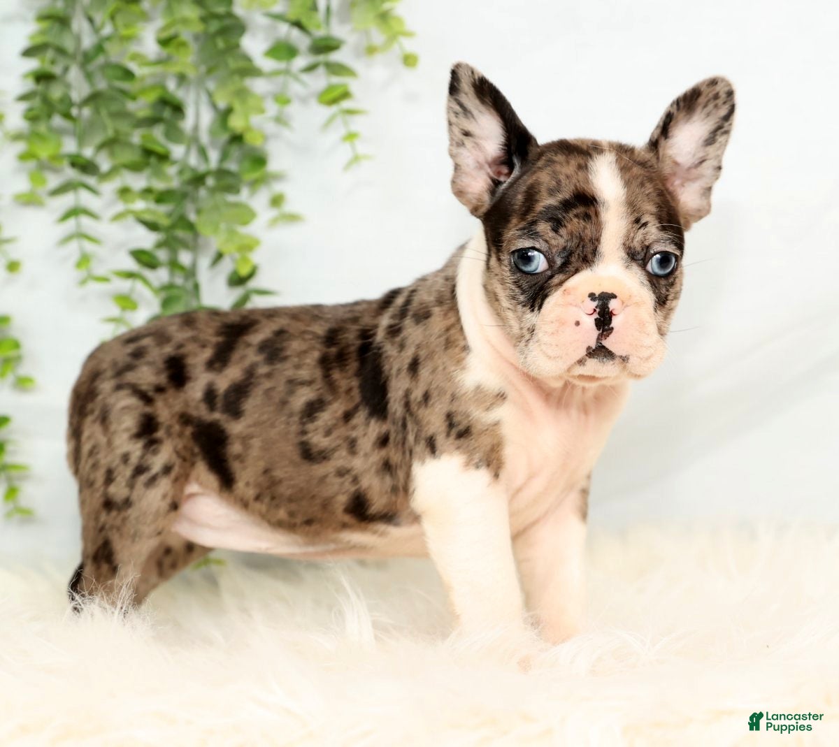 Frenchton dogs Bailey - Ad 7