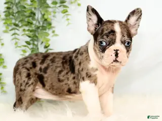 Frenchton dogs Bailey - Ad 7