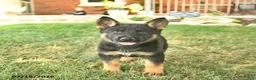 German Shepherd dogs for sale: Taffy  - Ad 3