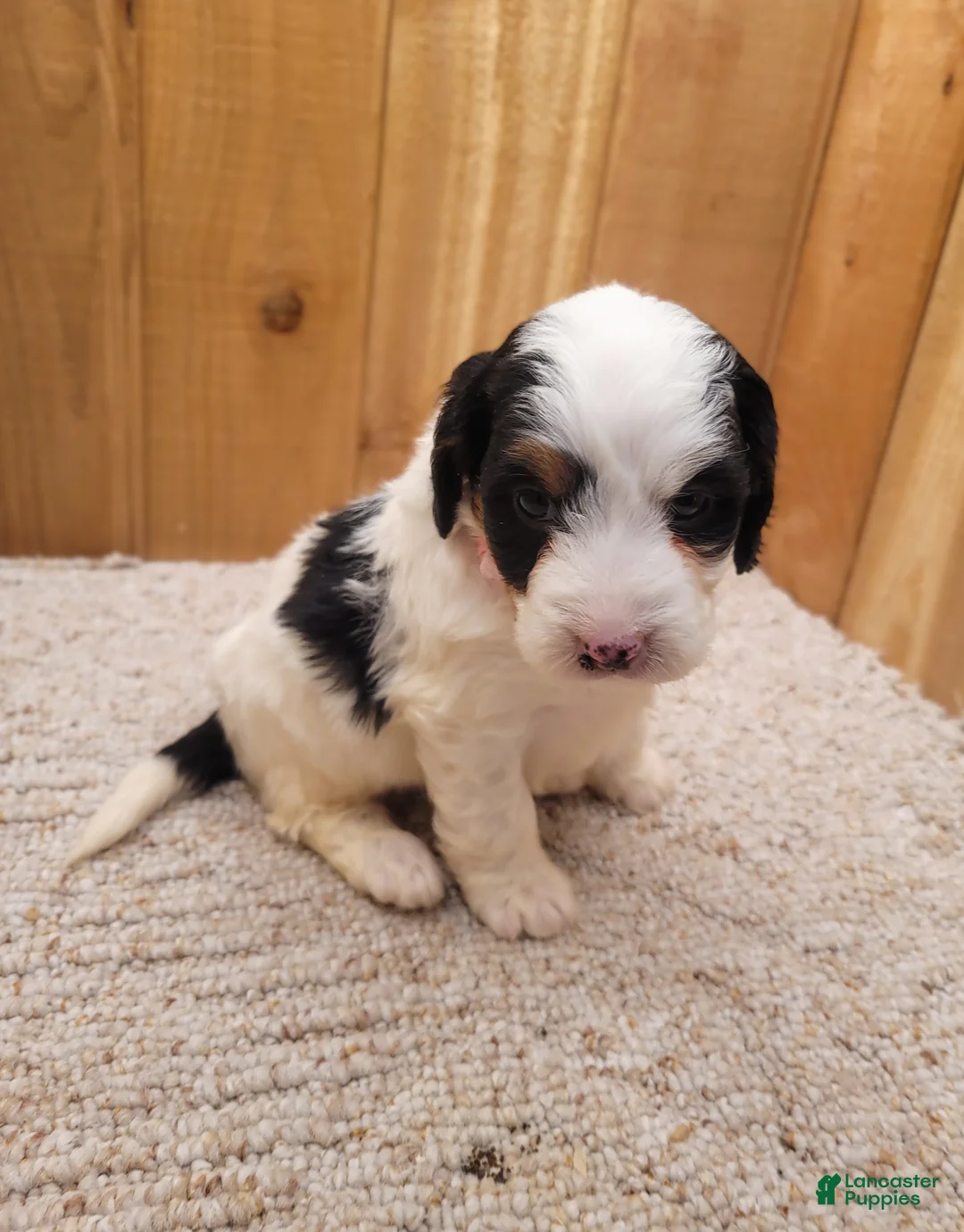 Mini Bernedoodle dogs for sale: Sally - Ad 2