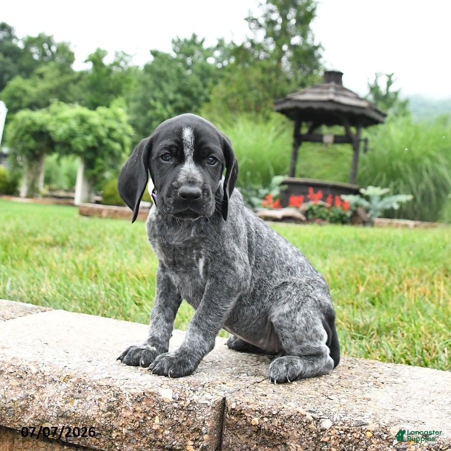 German Shorthaired Pointer dogs Harmony - Ad 2