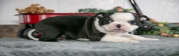 Boston Terrier dogs for sale: Lotus - Ad 3