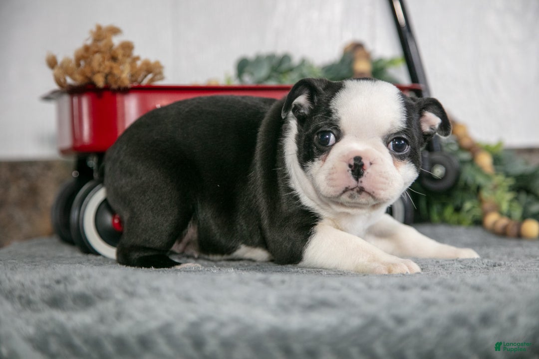 Boston Terrier dogs for sale: Lotus - Ad 3