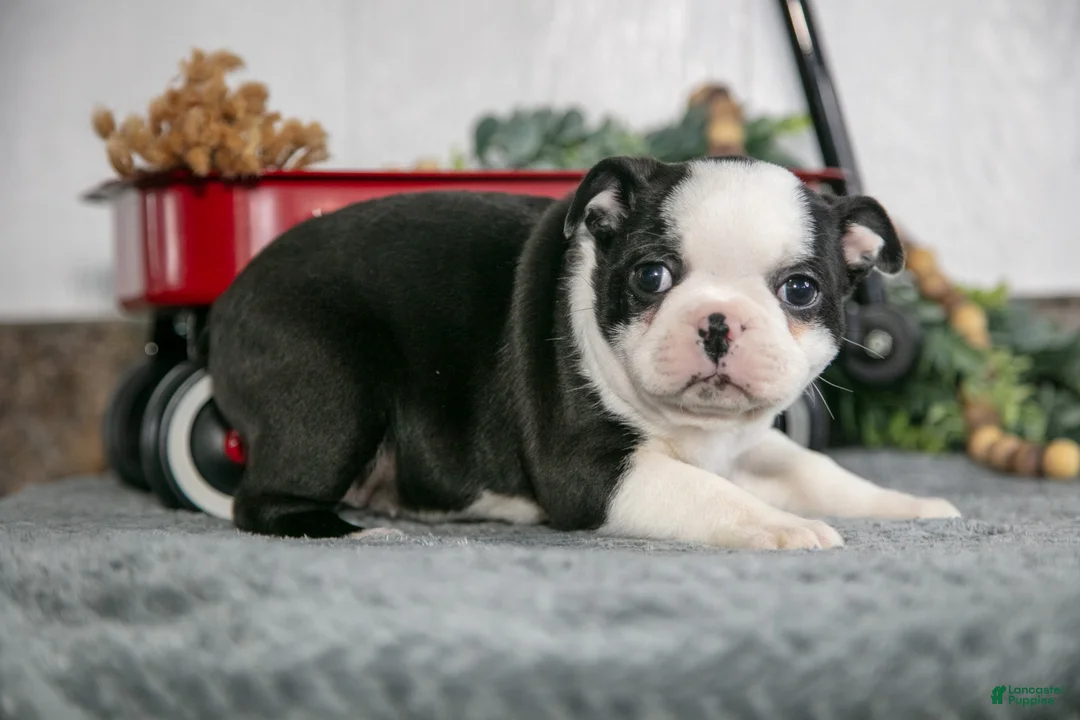 Boston Terrier dogs for sale: Lotus - Ad 3