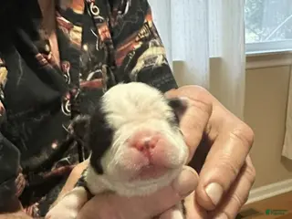 Boston Terrier dogs Boston Terrier Puppy 2 - Ad 14