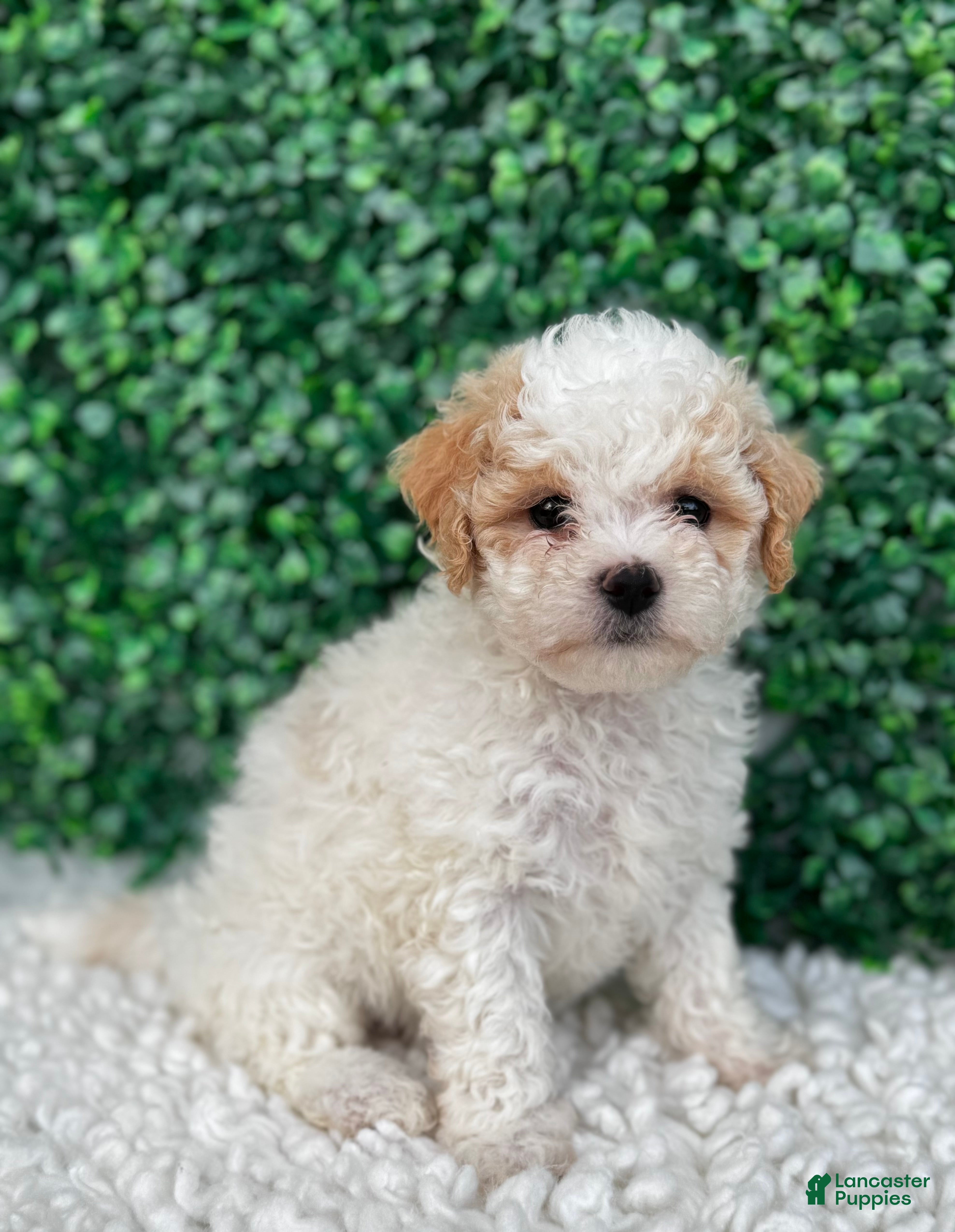 Maltipoo dogs Sadie  - Ad 2
