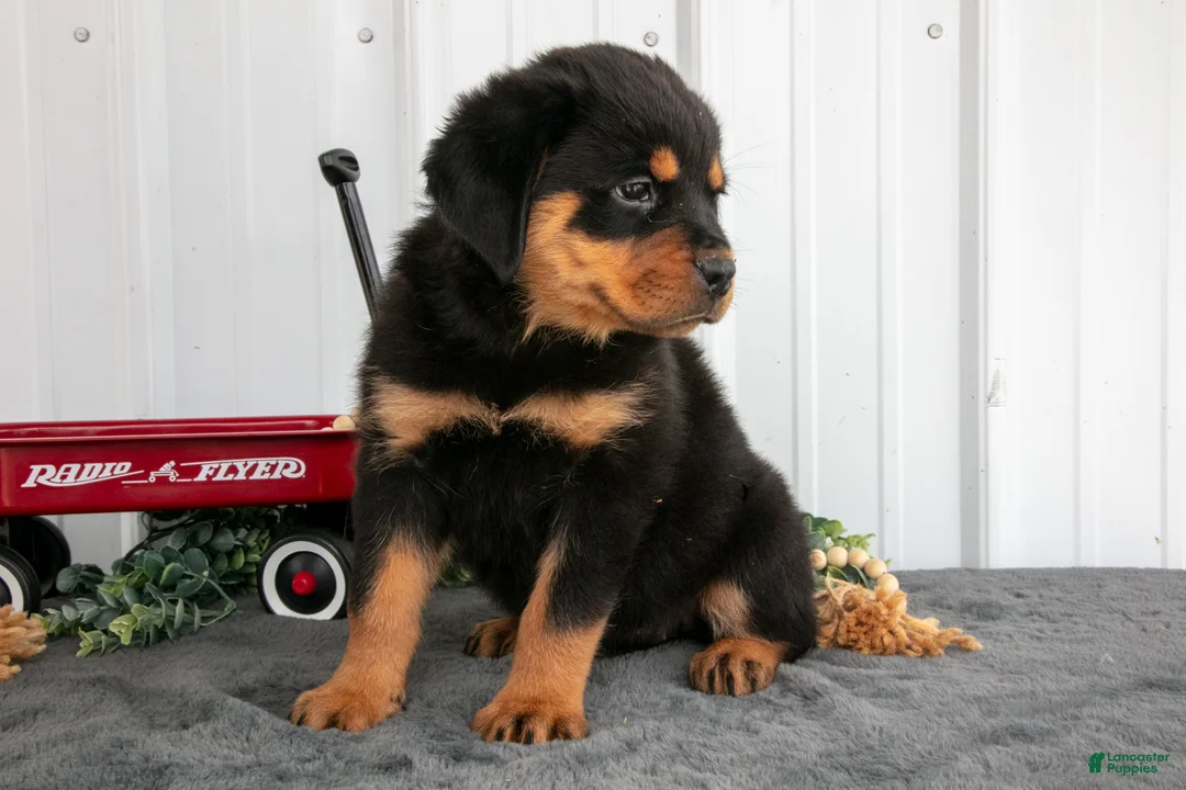 Rottweiler dogs for sale: Sadie - Ad 3