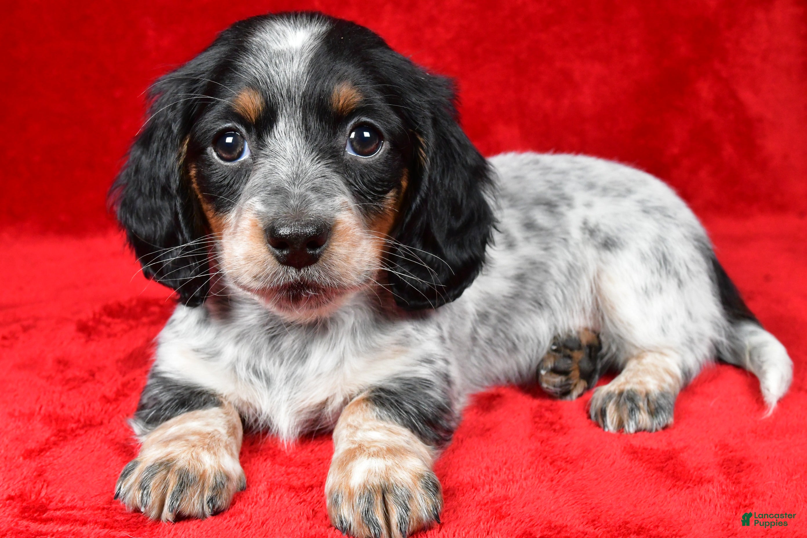 Miniature Dachshund dogs Daisy - Ad 9