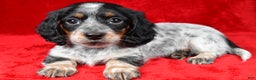 Miniature Dachshund dogs for sale: Daisy - Ad 1