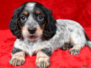 Miniature Dachshund dogs Daisy - Ad 9