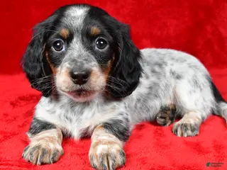 Miniature Dachshund dogs Daisy - Ad 29