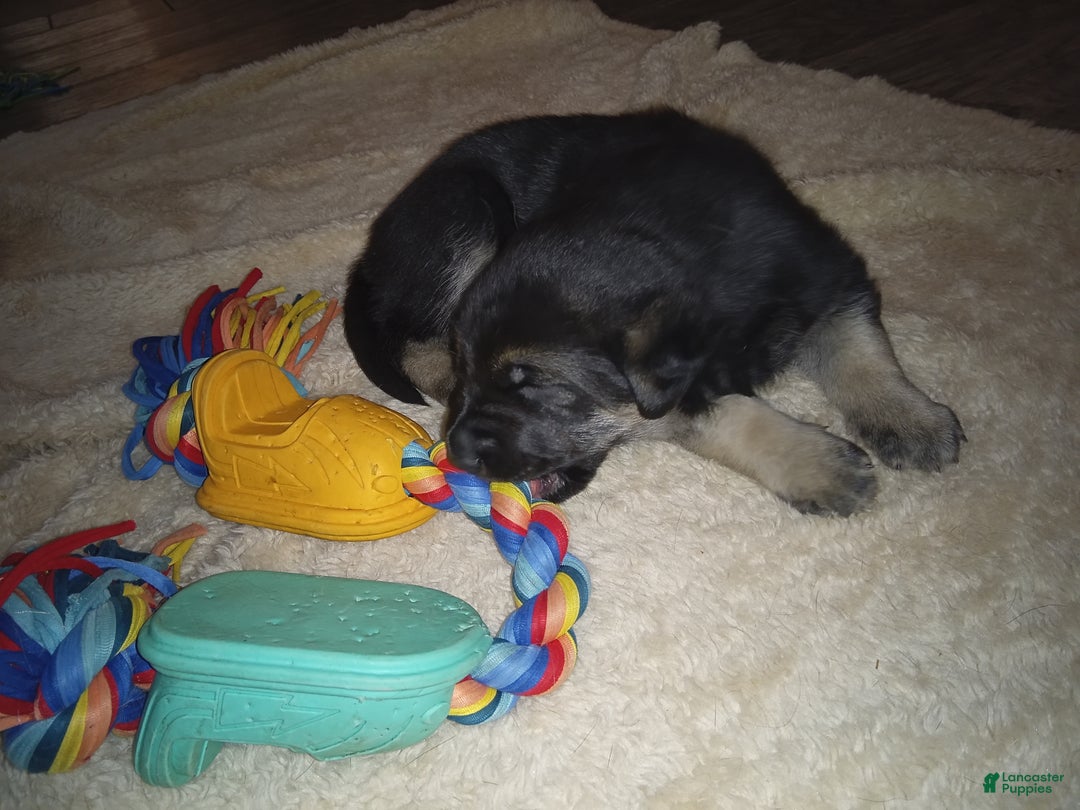 German Shepherd dogs for sale: Diamond - Ad 10