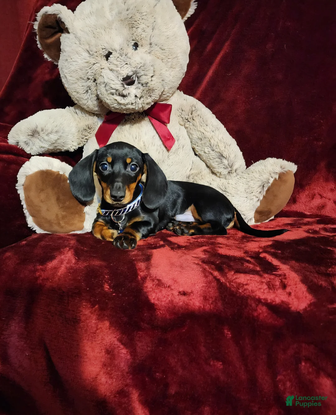 Miniature Dachshund dogs for sale: CODY - Ad 2
