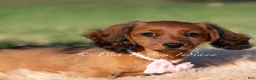 Miniature Dachshund dogs for sale: Yuki AKC - Ad 2