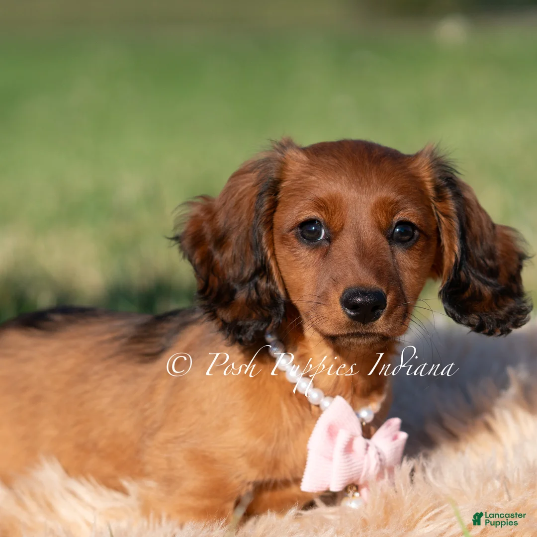Miniature Dachshund dogs for sale: Yuki AKC - Ad 2