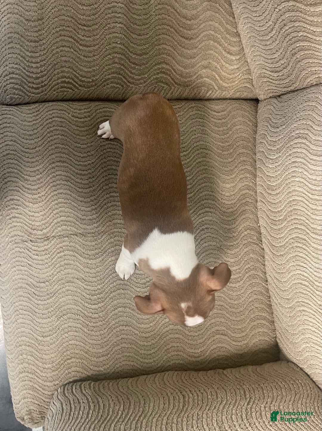 Boston Terrier dogs for sale: Oscar - Ad 4