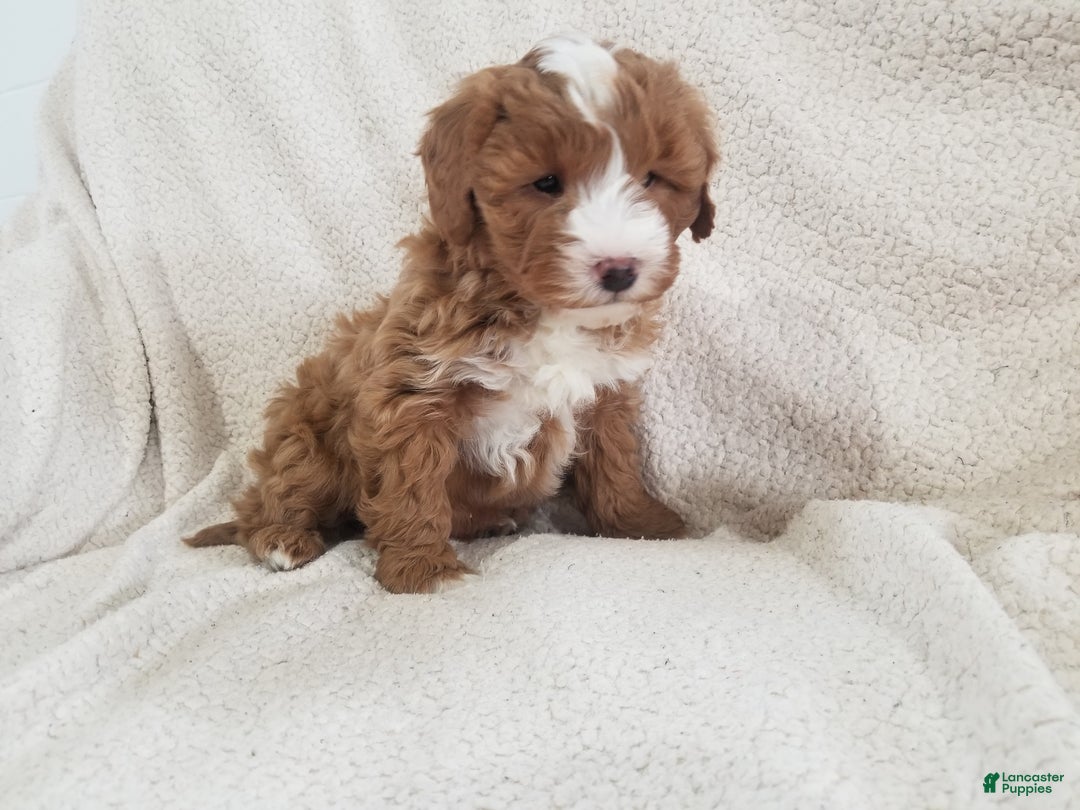 Mini Goldendoodle dogs for sale: Mini Goldendoodle Puppy 2 - Ad 9