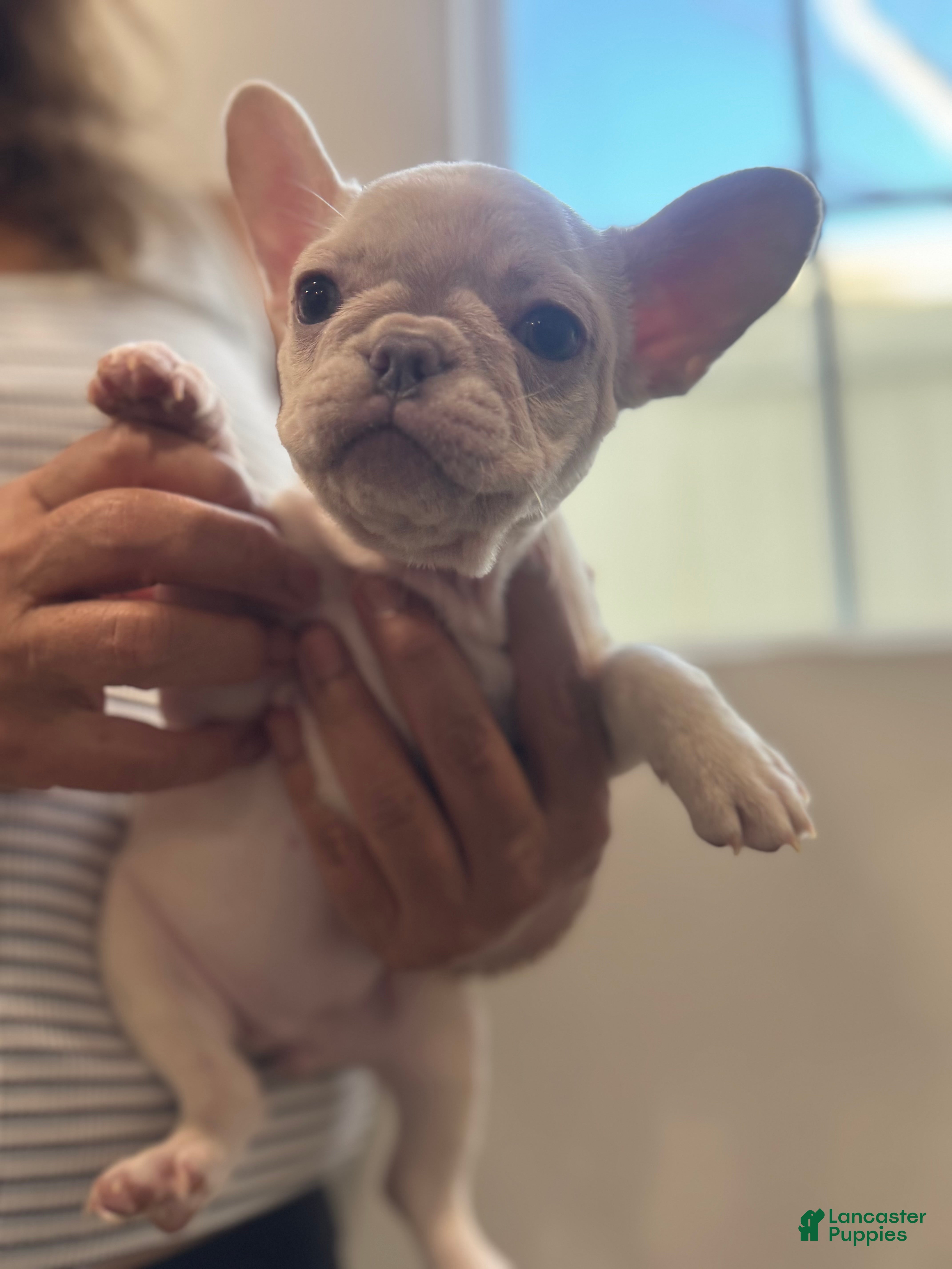 French Bulldog dogs French Bulldog Puppy 4 - Ad 28