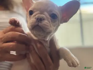 French Bulldog dogs French Bulldog Puppy 4 - Ad 28