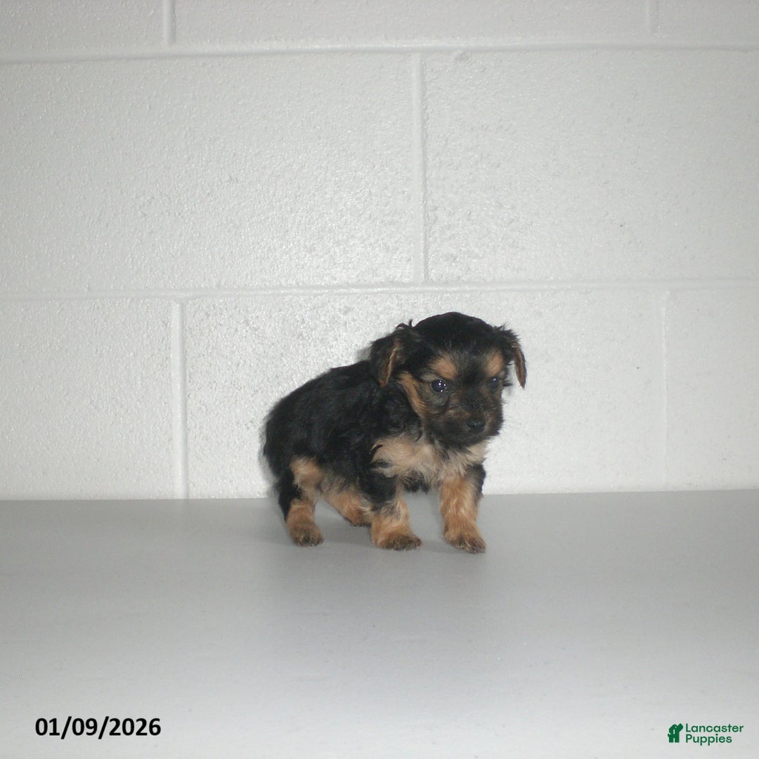 Yorkiepoo dogs for sale: Theo - Ad 11