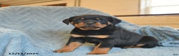 Rottweiler dogs for sale: Roy  - Ad 3