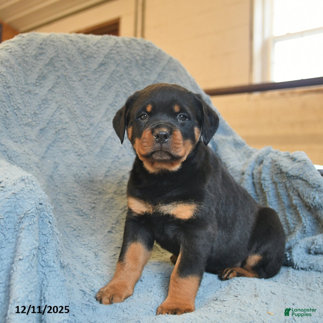 Rottweiler dogs for sale: Roy  - Ad 3