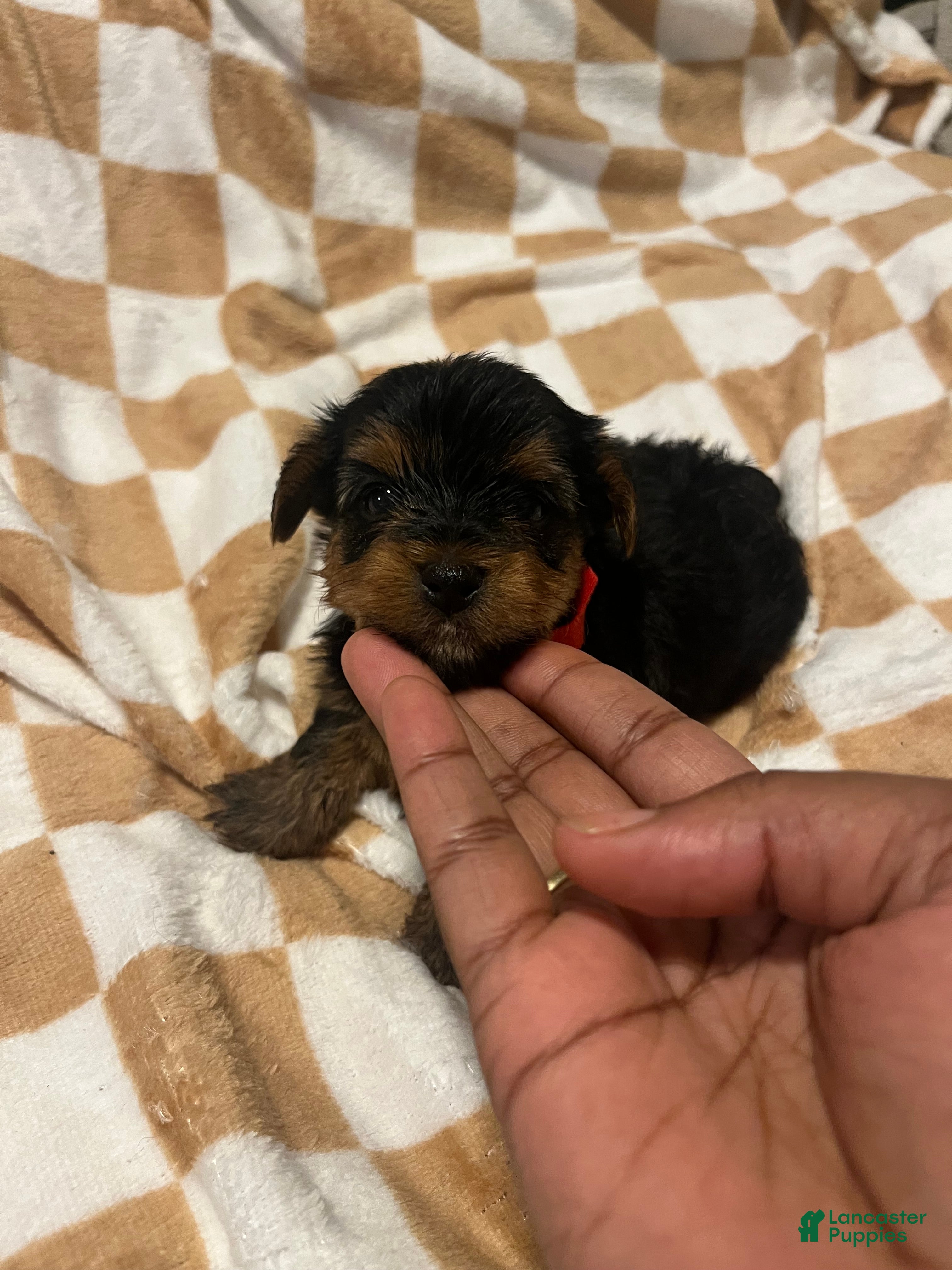 Yorkiepoo dogs Daffy  - Ad 8