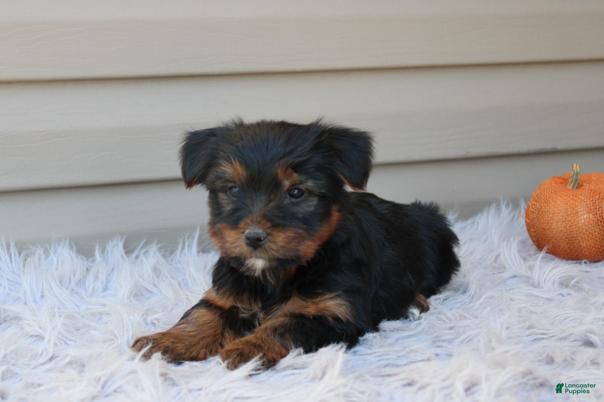 Yorkshire Terrier dogs Rambo - Ad 1