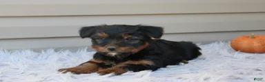 Rambo