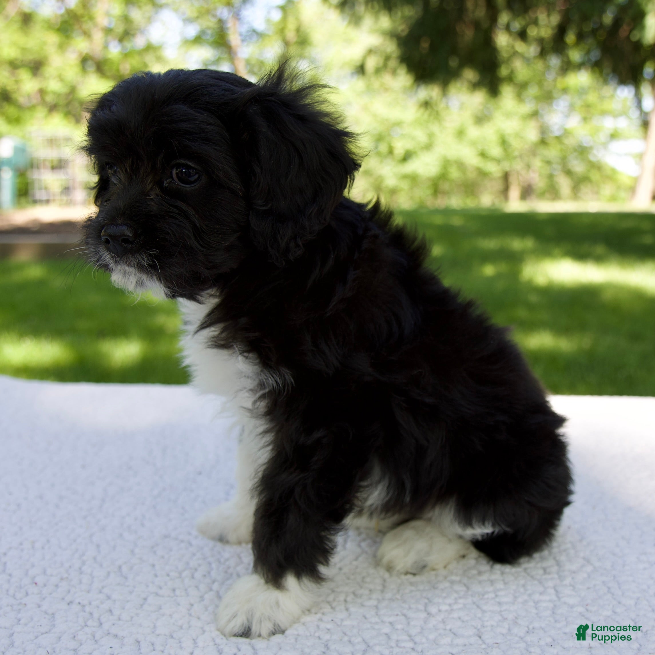 Cavapoo dogs for sale: Enzo - Ad 4