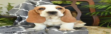 Francis