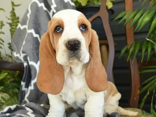 Basset Hound dogs for sale: Francis - Ad 3