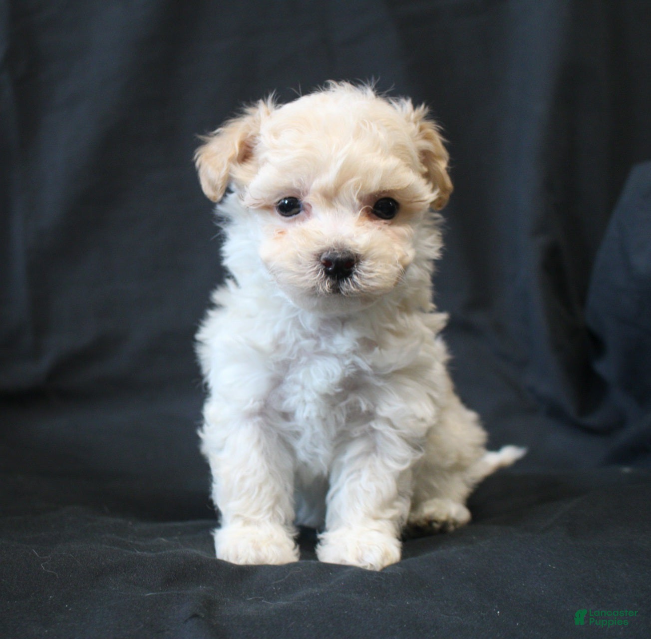 Bichpoo dogs Bernie - Ad 24