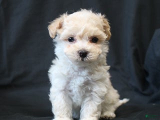 Bichpoo dogs Bernie - Ad 30