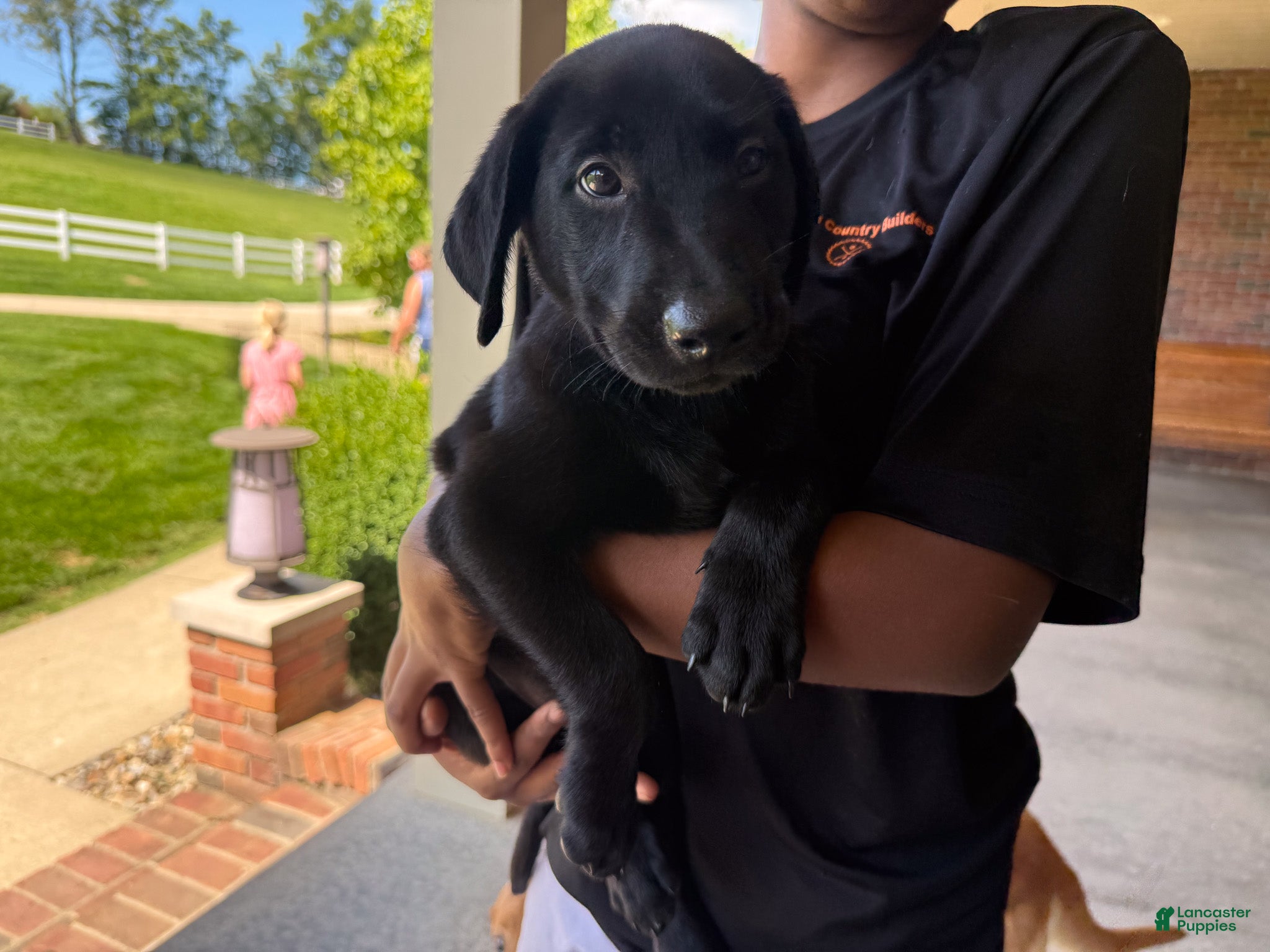 Labrador Retriever dogs Duke - Ad 2