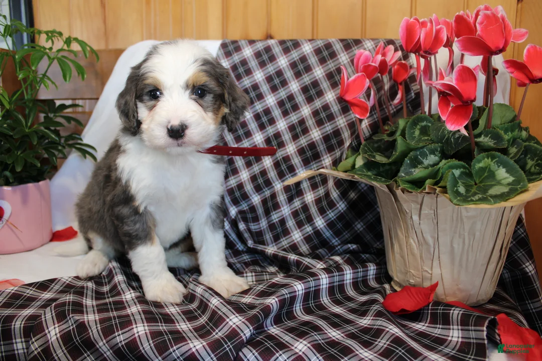 Bernedoodle dogs for sale: Tiger - Ad 4