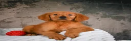 Golden Retriever dogs for sale: Penny - Ad 4