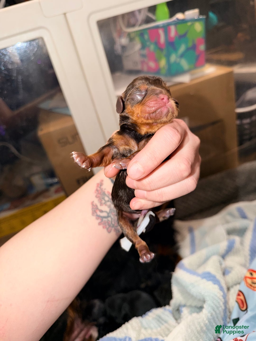 Cavalier King Charles Spaniel dogs for sale: Cavalier King Charles Spaniel Puppy 3 - Ad 1