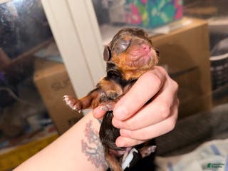 Cavalier King Charles Spaniel dogs Cavalier King Charles Spaniel Puppy 3 - Ad 1