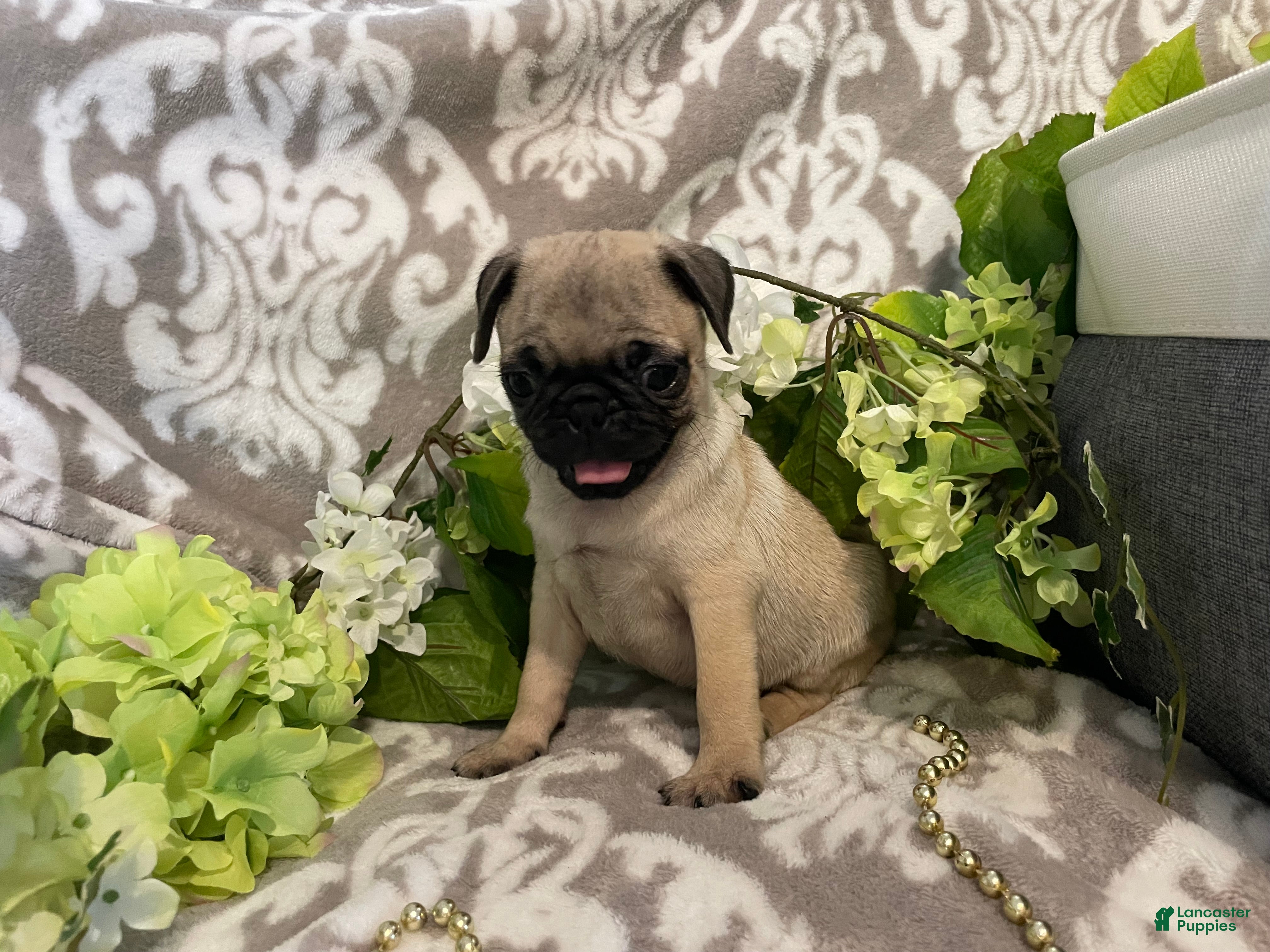 Pug dogs Rose - Ad 2