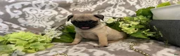 Pug dogs for sale: Rose - Ad 2