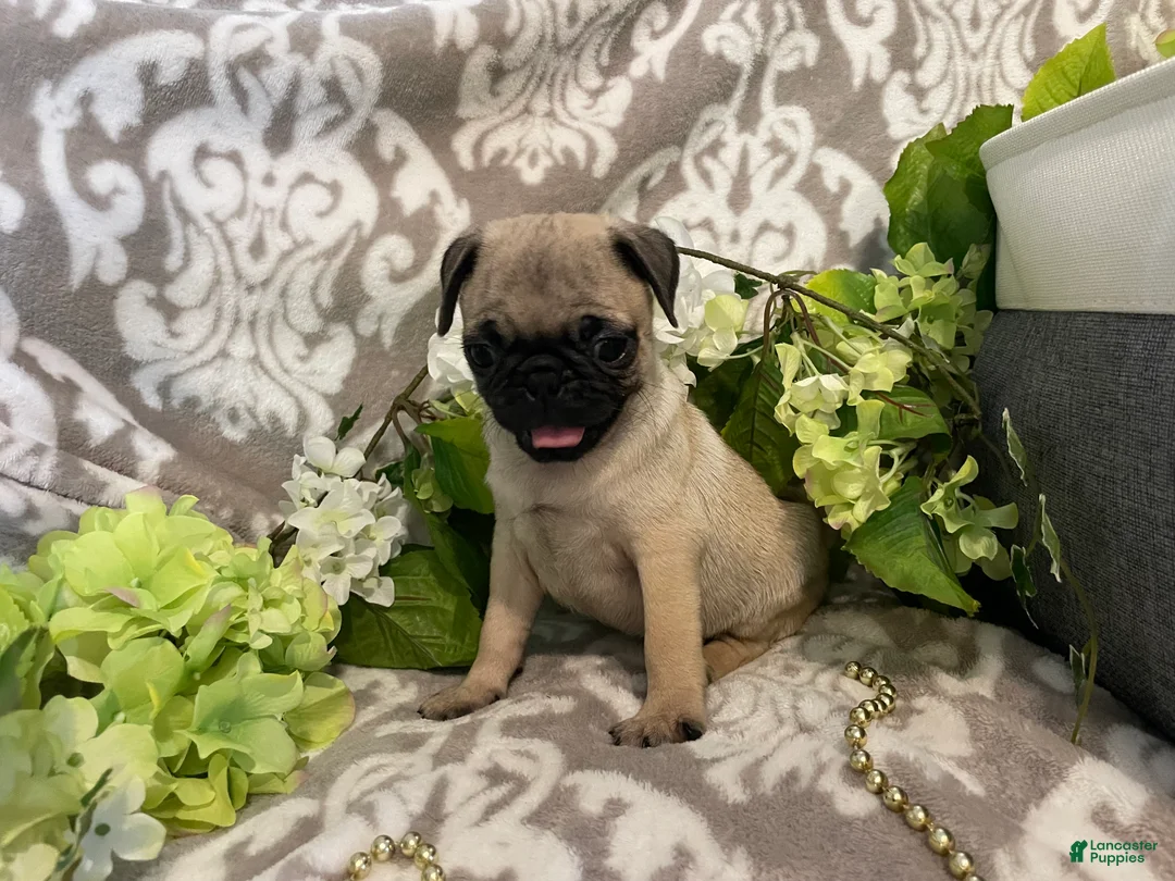 Pug dogs for sale: Rose - Ad 2