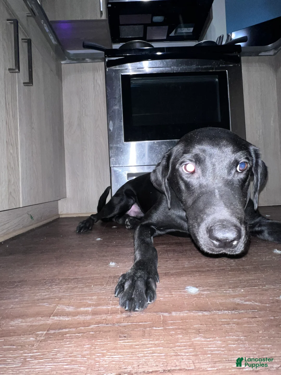 Labrador Retriever dogs for sale: Labrador Retriever Puppy 1 - Ad 9