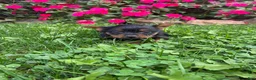 Yorkshire Terrier dogs for sale: Aspen - Ad 6