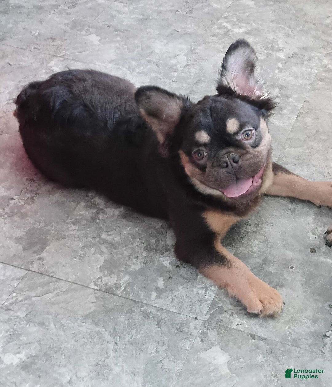French Bulldog dogs for sale: Rootbeer - Ad 3