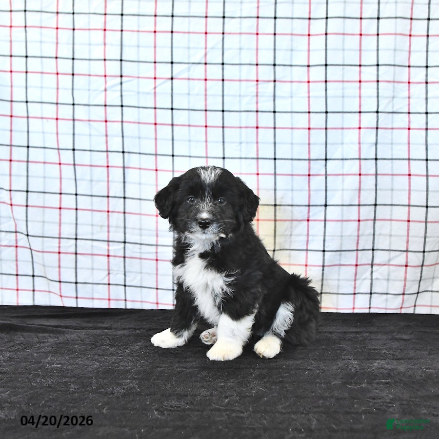 Mini Aussiedoodle dogs Walker  EXTRA SMALL - Ad 2