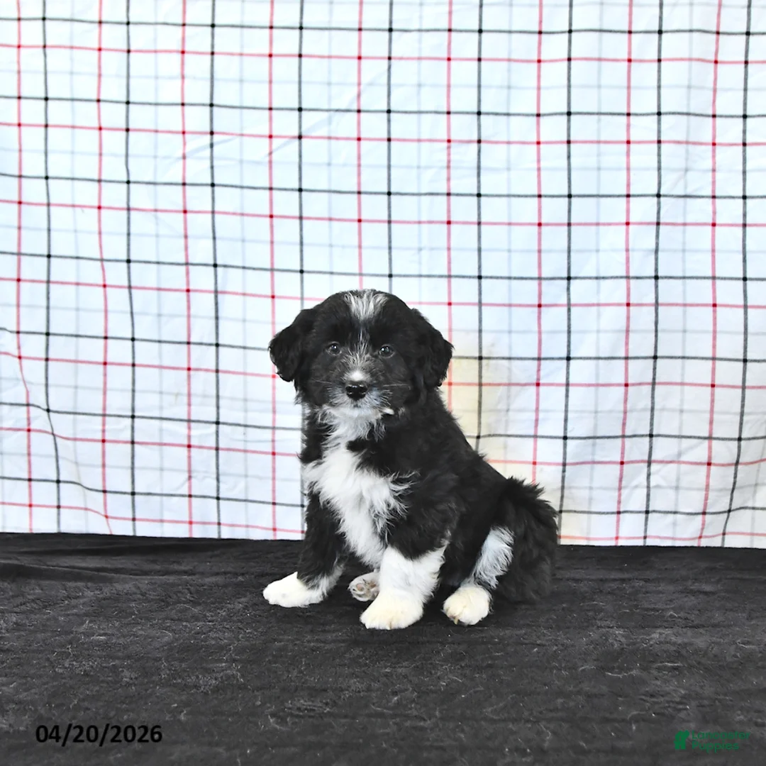 Mini Aussiedoodle dogs for sale: Walker  EXTRA SMALL - Ad 2