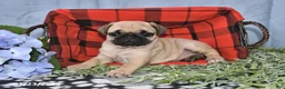 Pug dogs for sale: Cassie - Ad 3